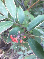 Sambucus sibirica