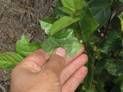 Viburnum tinoides