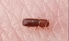 Xyleborus monographus