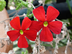 Jamesbrittenia bergae