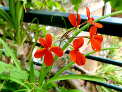 Jamesbrittenia bergae