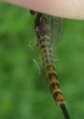 Ephemera lineata