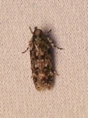 Chionodes formosella