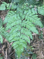 Polystichopsis chaerophylloides