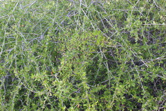 Gymnosporia polyacantha image