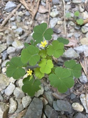 Oxalis grandis