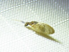 Sympherobius barberi