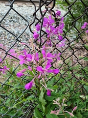 Chamaenerion angustifolium