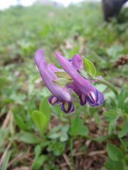 Corydalis conorhiza