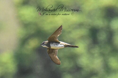 Alpine Swift