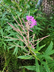 Chamaenerion angustifolium