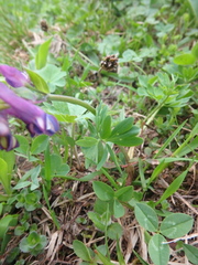 Corydalis conorhiza