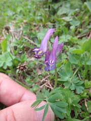 Corydalis conorhiza