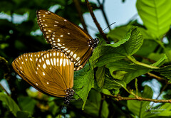 Euploea klugii kollari