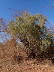 Gymnosporia linearis