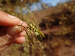 Gymnosporia linearis