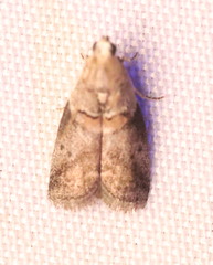 Acrobasis palliolella