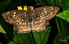 Caprona ransonnettii