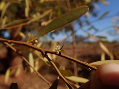 Gymnosporia linearis
