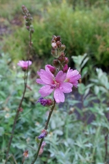 Sidalcea oregana