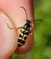 Typocerus sparsus