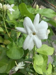 Jasminum sambac