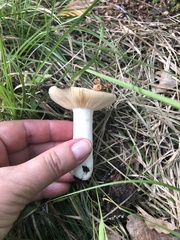 Russula aurea