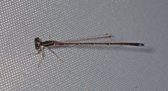 Ischnura capreolus