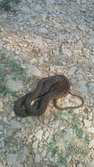Dolichophis caspius