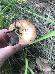 Russula aurea