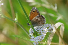 Coenonympha pamphilus