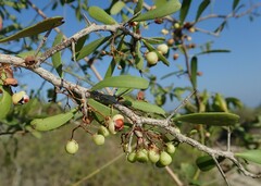 Gymnosporia polyacantha