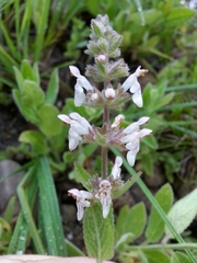 Stachys rigida rigida