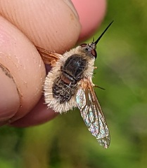 Systoechus candidulus