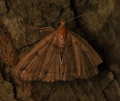 Zanclognatha laevigata