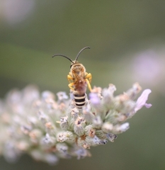 Halictus sexcinctus