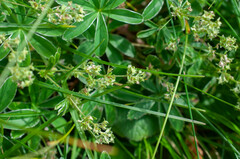 Alchemilla nitida