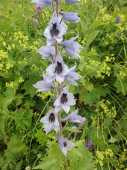 Delphinium speciosum
