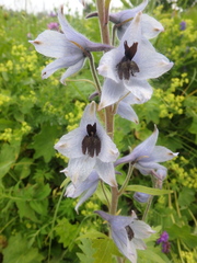 Delphinium speciosum