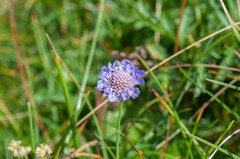 Scabiosa lucida