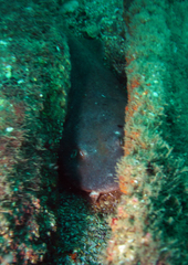 Brachaelurus waddi