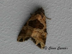 Cobubatha metaspilaris