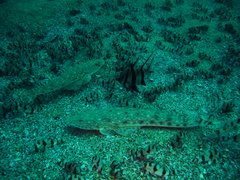 Platycephalus caeruleopunctatus