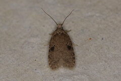 Agonopterix propinquella