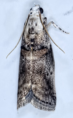 Acrobasis palliolella