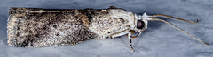 Acrobasis palliolella
