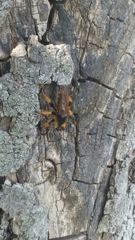 Pogonosoma maroccanum