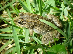 Leptodactylus macrosternum