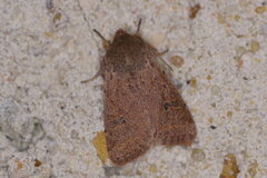 Orthosia cruda