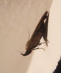 Pechipogo plumigeralis
